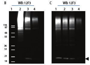 蛋白翻译后修饰 ptm 检测利器 cytoskeleton signal seeker 产品线促销资讯 资讯 优宁维公司官网